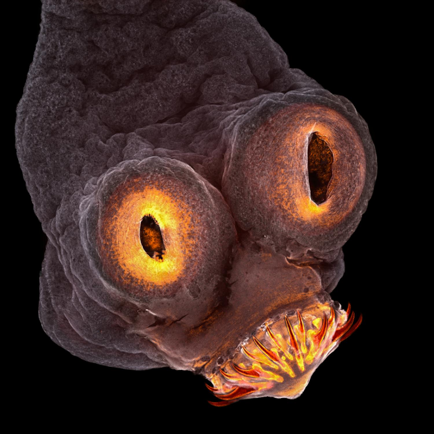 4. plass: Taenia solium (tapeworm) everted scolex Taenia solium (svinebendelorm), Teresa Zgoda, Small World